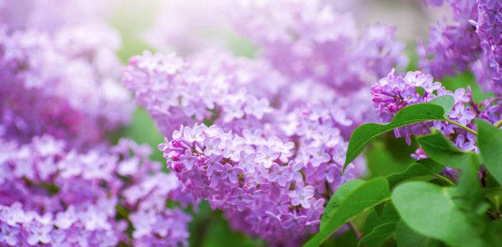 shutterstock_2501665919-2