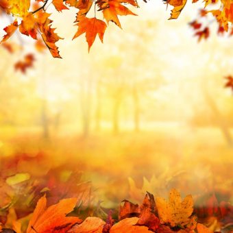 celebrating-autumn-mercure-sapporos-autumn-festival-debut