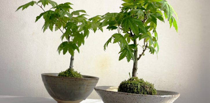 kokedama-2
